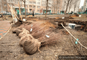 Москвичи с помощью портала «Активный гражданин» выберут дворы, где осенью высадят деревья и кустарники