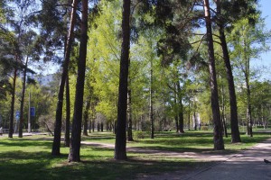 Легкоатлетический забег пройдет в парке «Битцевский лес»