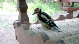 В Битцевском лесу появился новый вид птиц