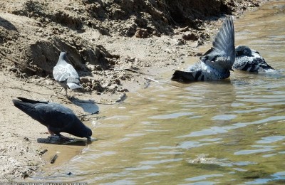 Птицы в пруду Покровского парка в Чертанове Южном