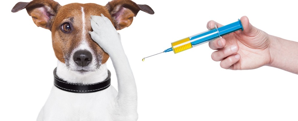 Вакцинацию животных можно будет сделать в Чертанове Южном