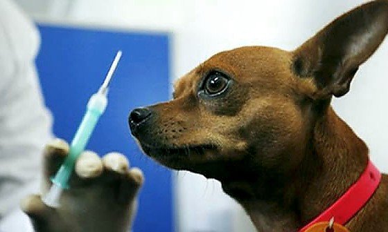 В Чертанове Южном проведут вакцинацию домашних животных