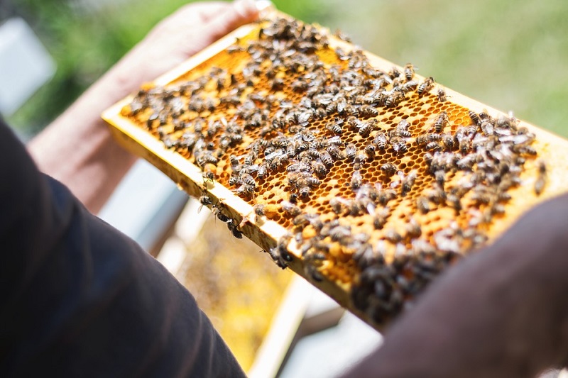 пиксабай пчелы мед бортничество пчеловод