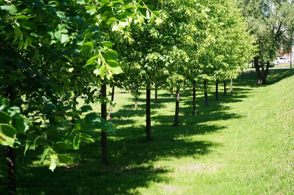 Обход территории провели в Чертанове Южном. Фото: Анна Быкова, «Вечерняя Москва»