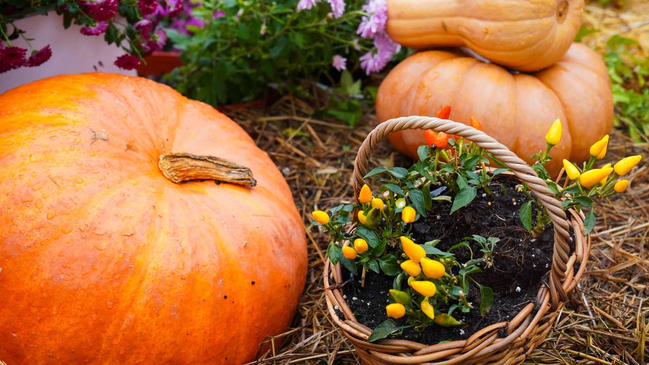 Осенние праздники провели в школе №924. Фото: Ксения Догонашева, «Вечерняя Москва»