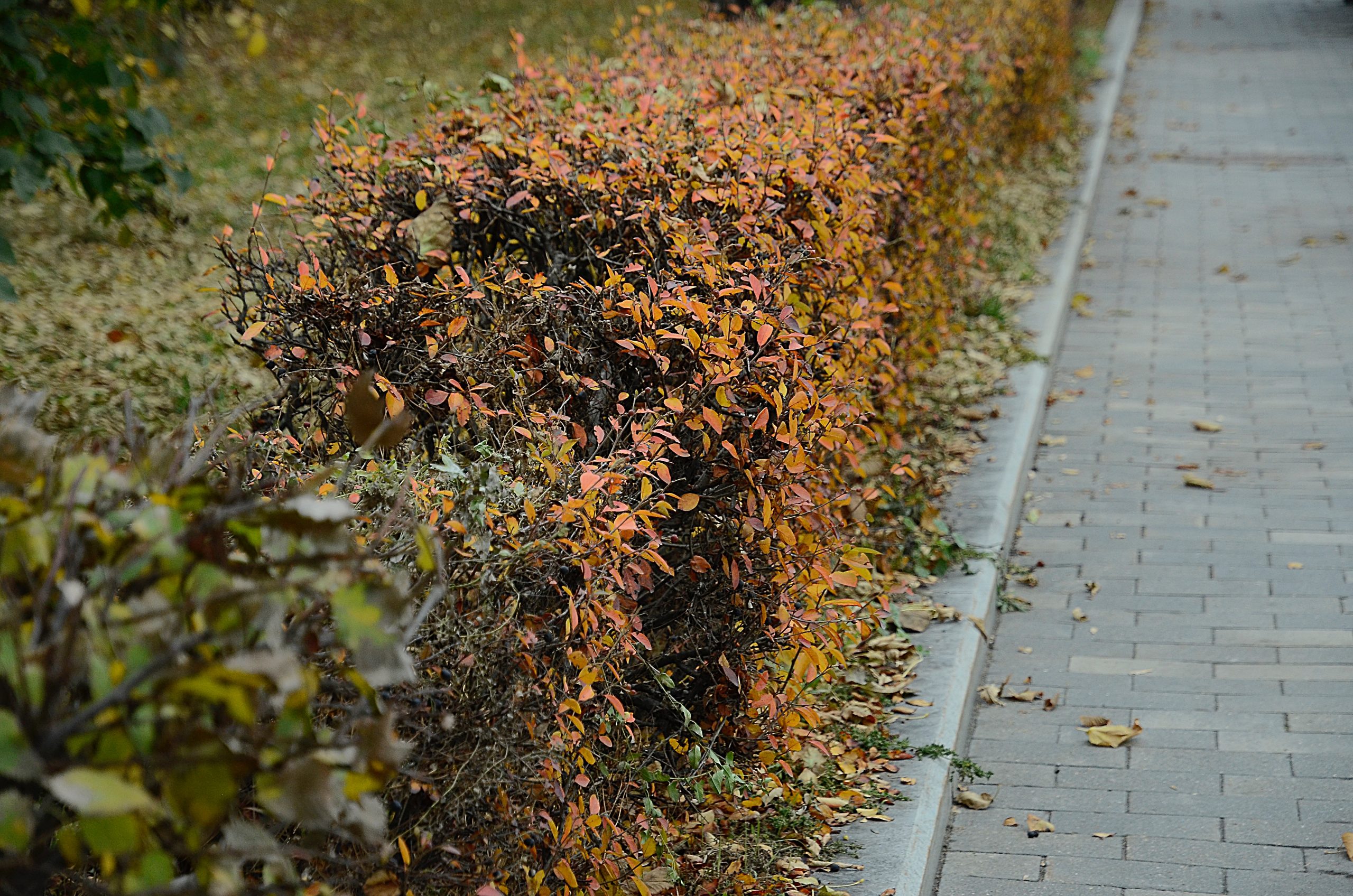 Обход территории провел глава управы Чертанова Южного. Фото: Анна Быкова, «Вечерняя Москва»