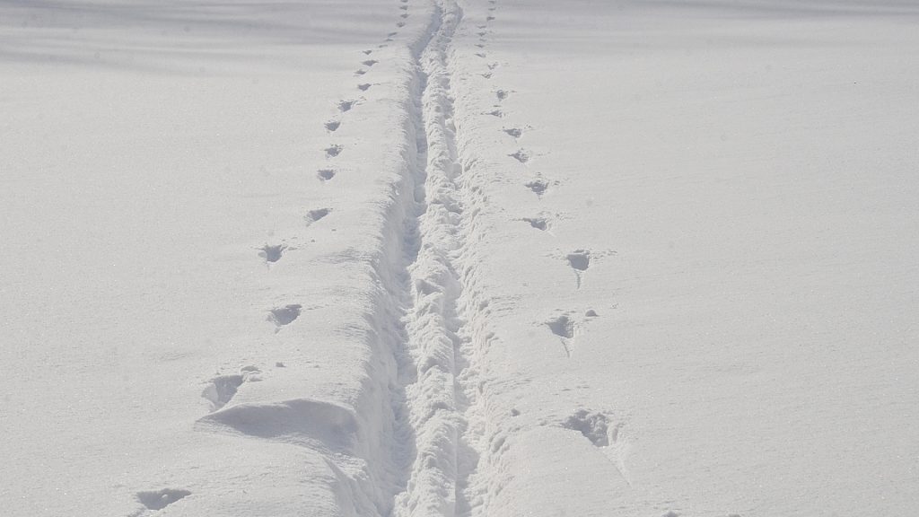 Лыжники МГУСиТа приняли участие в Кубке мира. Фото: Анна Быкова, «Вечерняя Москва»