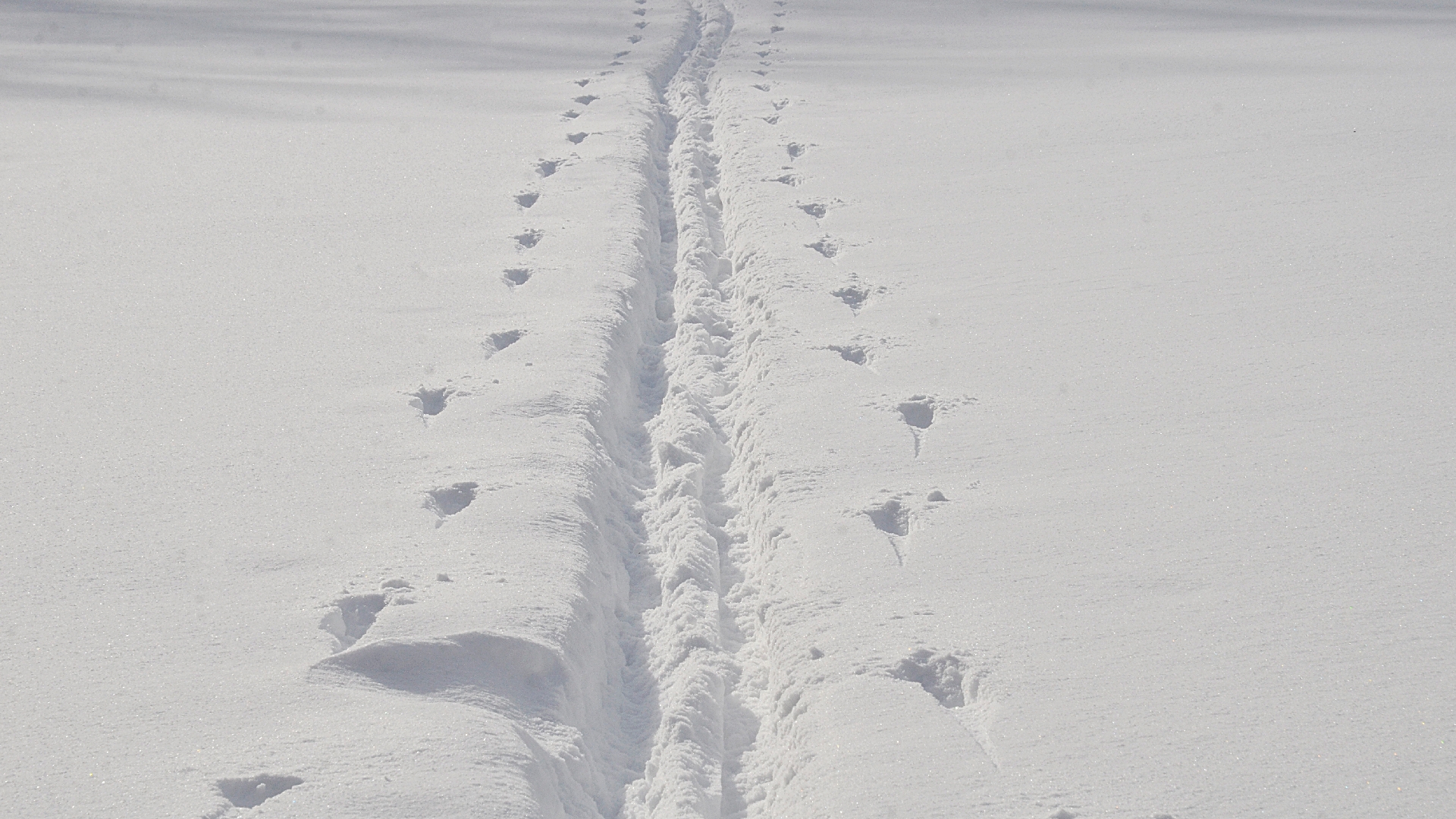 Лыжники МГУСиТа приняли участие в Кубке мира. Фото: Анна Быкова, «Вечерняя Москва»